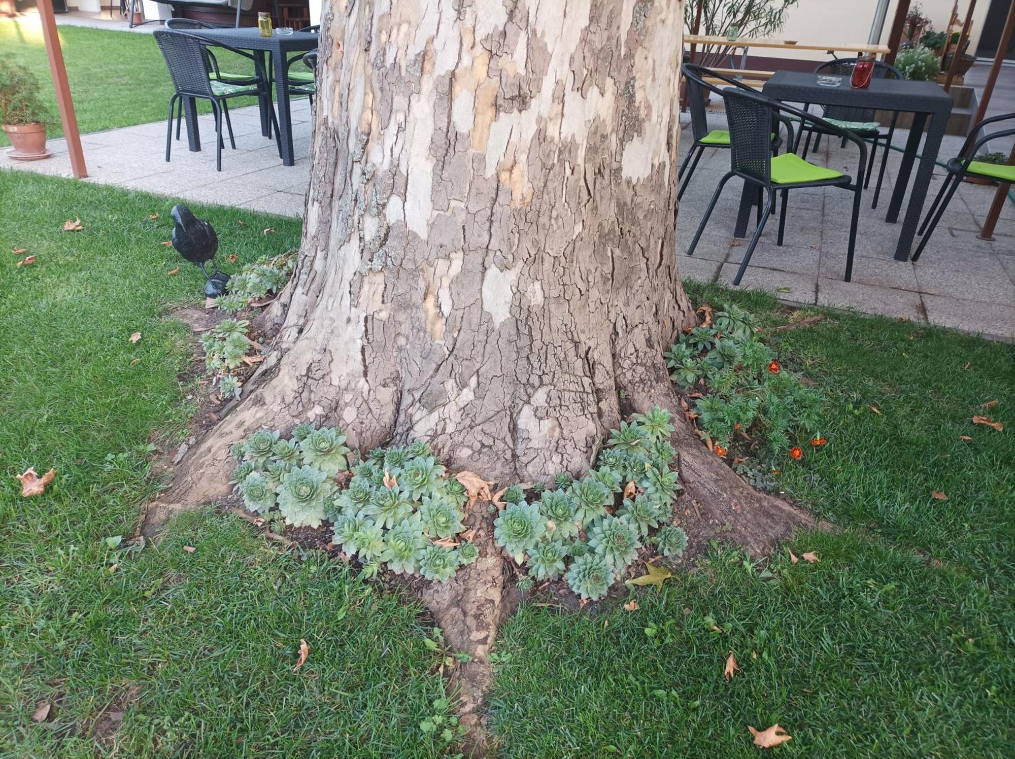 Tartos Szegfu Vendeghaz, Maganszallas Tazlar Dış mekan fotoğraf